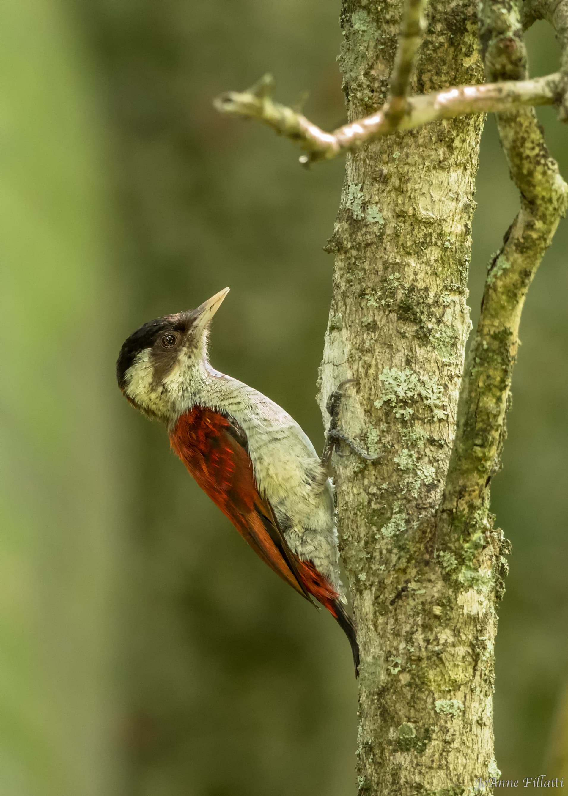 bird of ecuador image 6